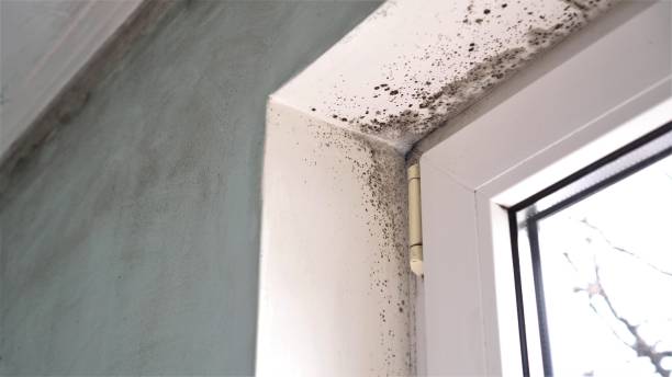 Best Commercial Mold Remediation in Riverside, OH