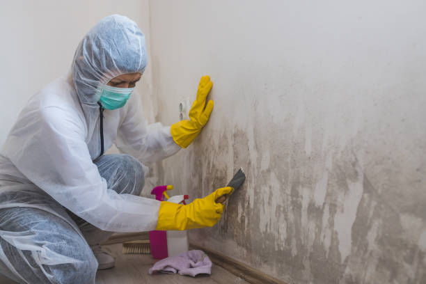 Best Residential Mold Remediation in Riverside, OH