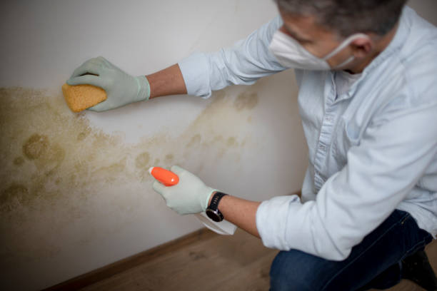 Best HVAC Mold Remediation in Riverside, OH