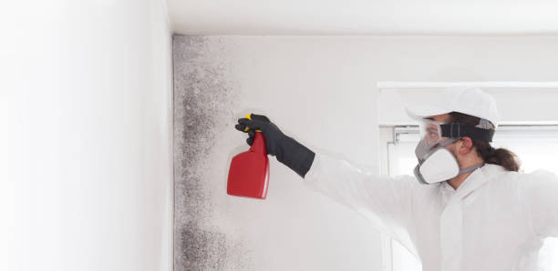 Best Commercial Mold Remediation in Riverside, OH