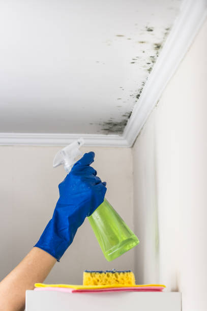 Best Emergency Mold Remediation in Riverside, OH